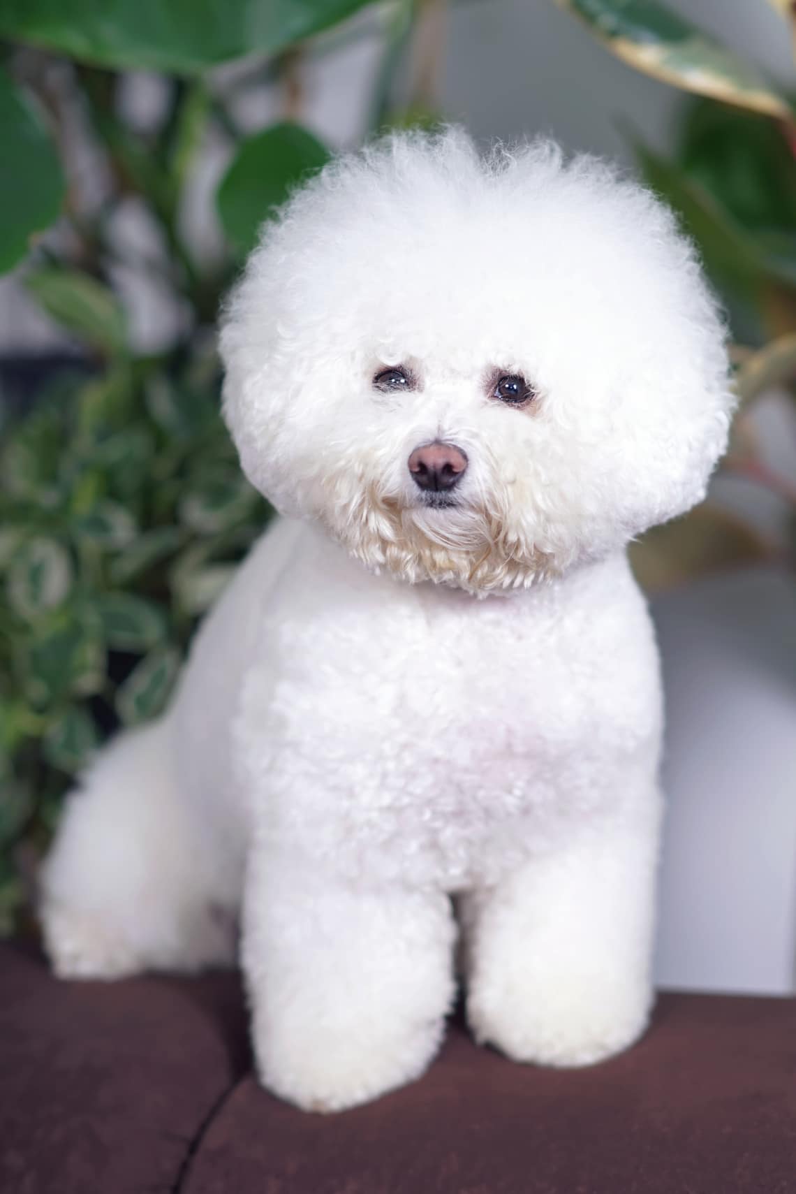 Bichon frisé