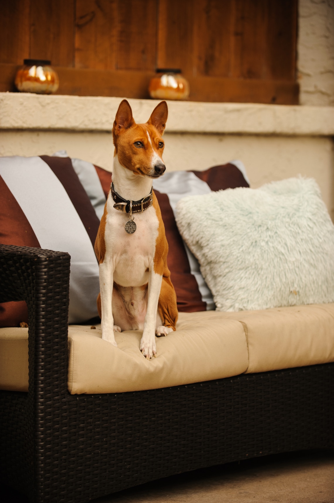 Basenji