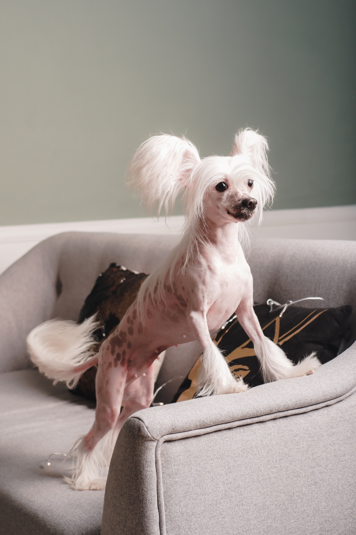 Kínai meztelen kutya