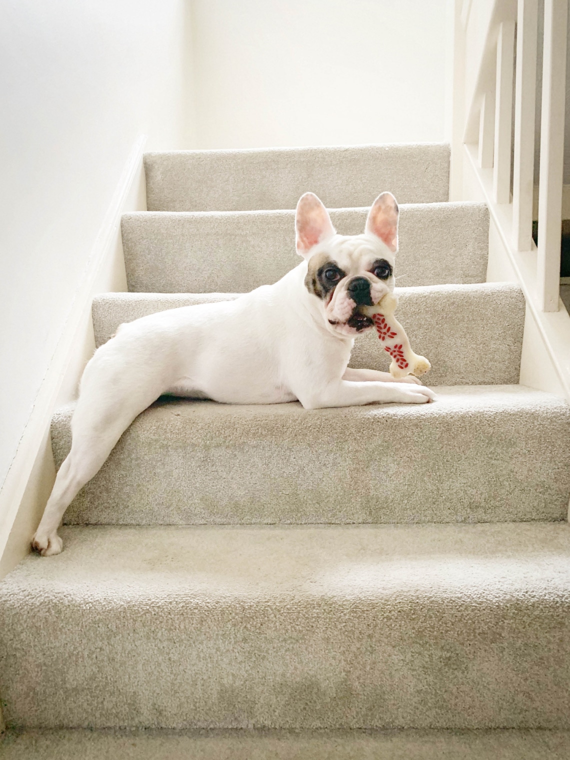 Francia bulldog