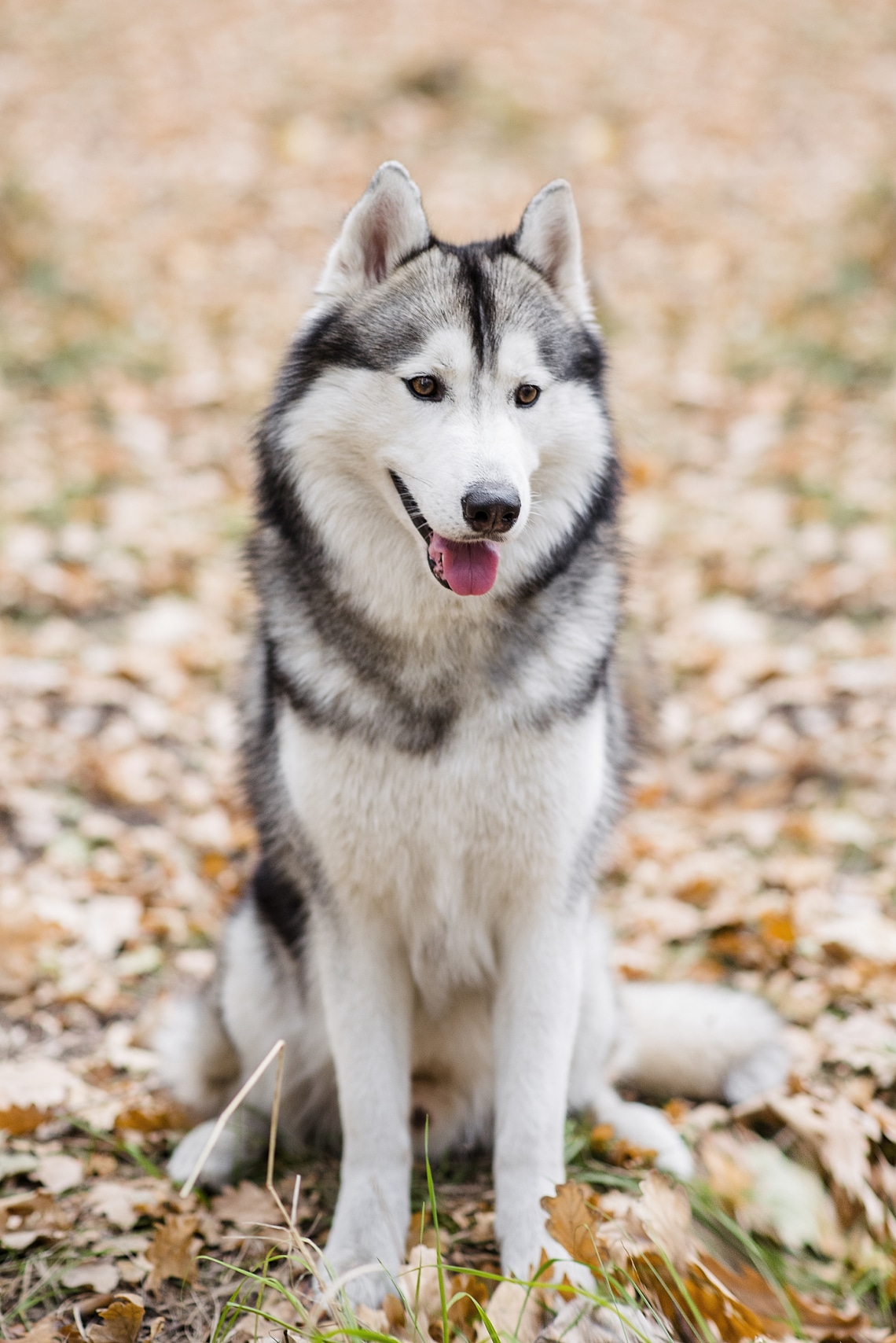 Szibériai husky
