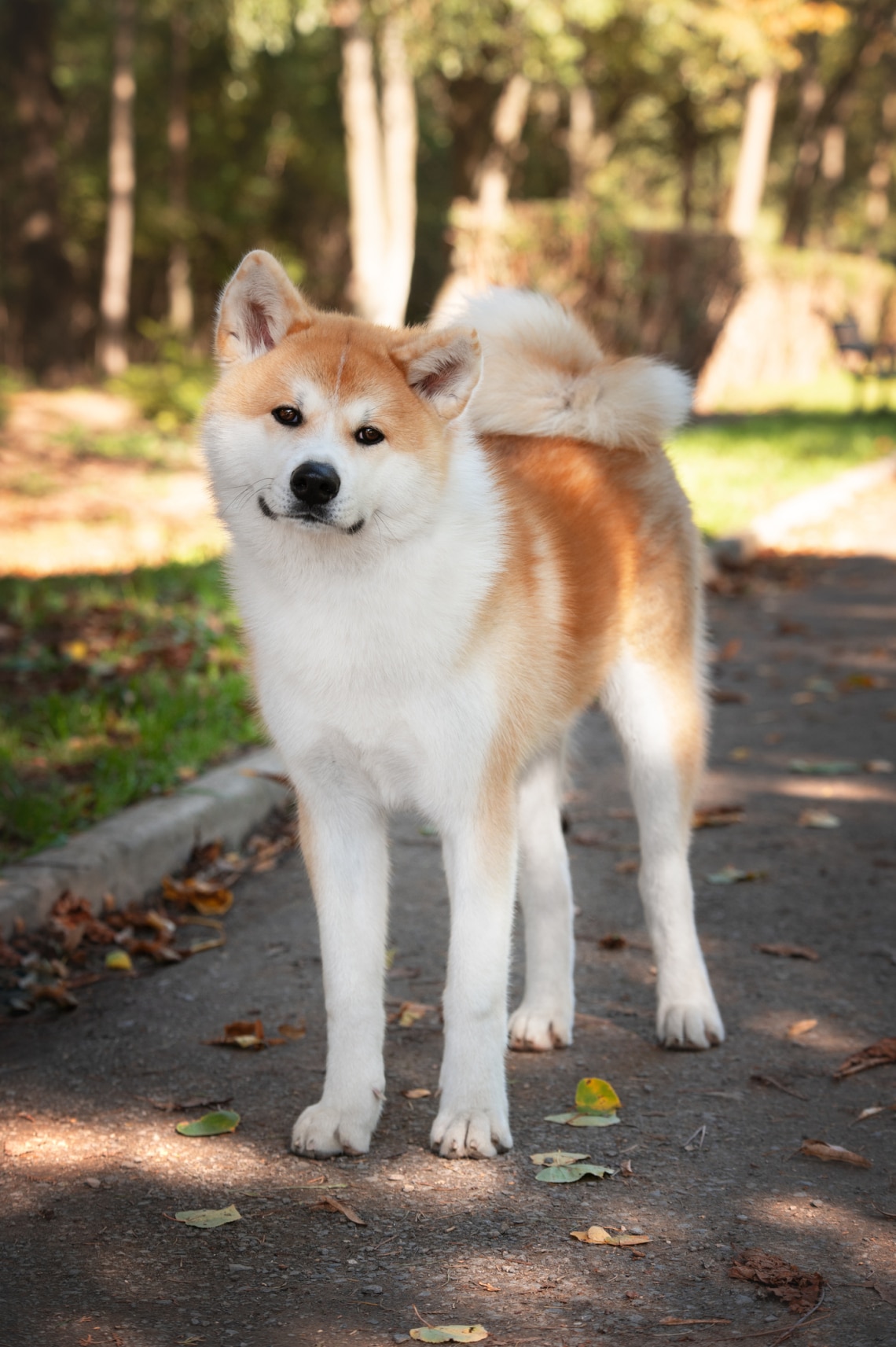 Akita