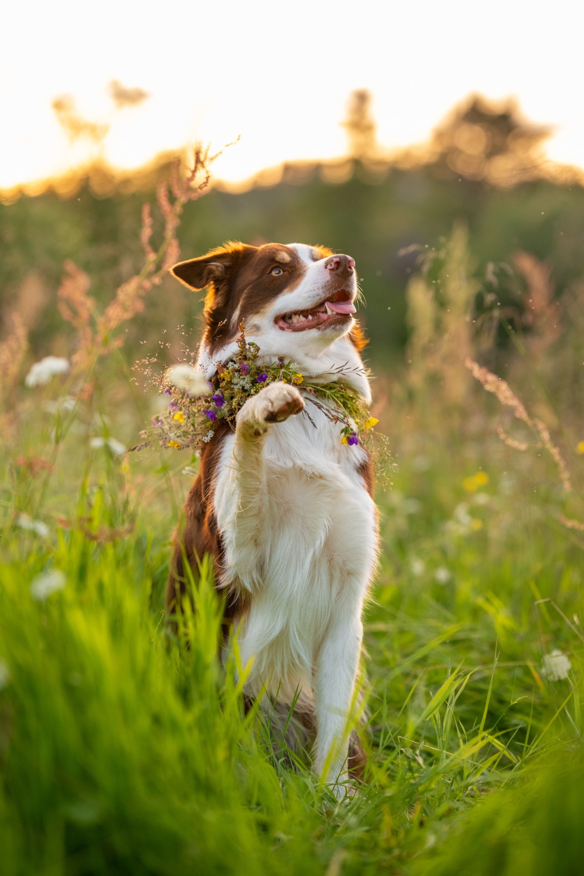 Border collie