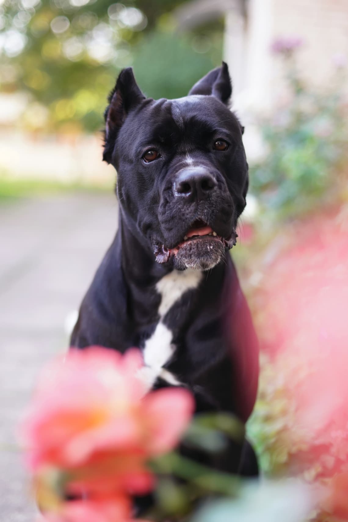 Cane corso