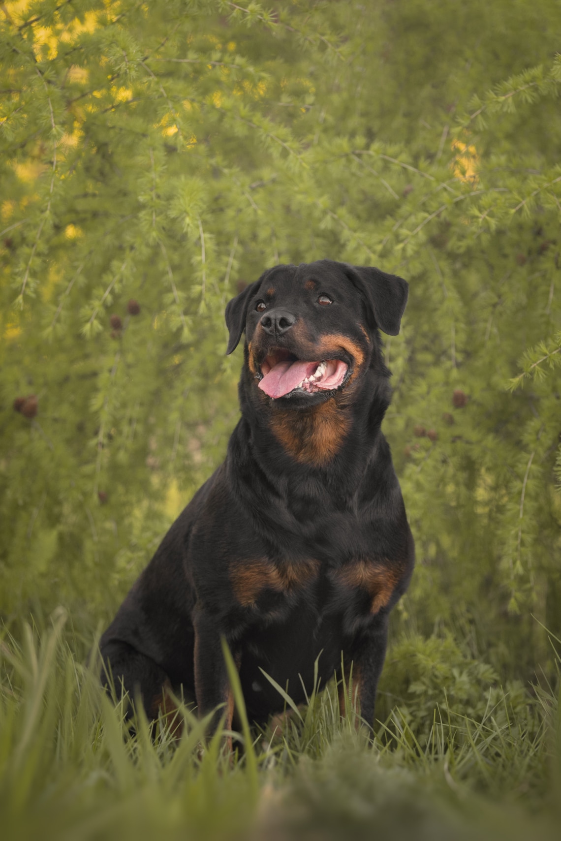Rottweiler