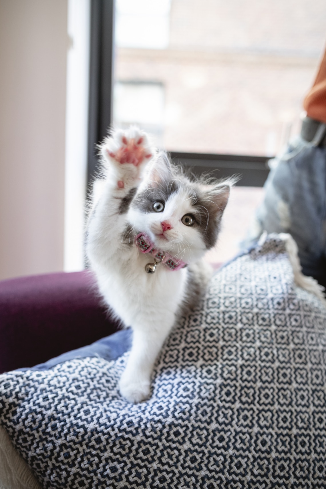 Miaú