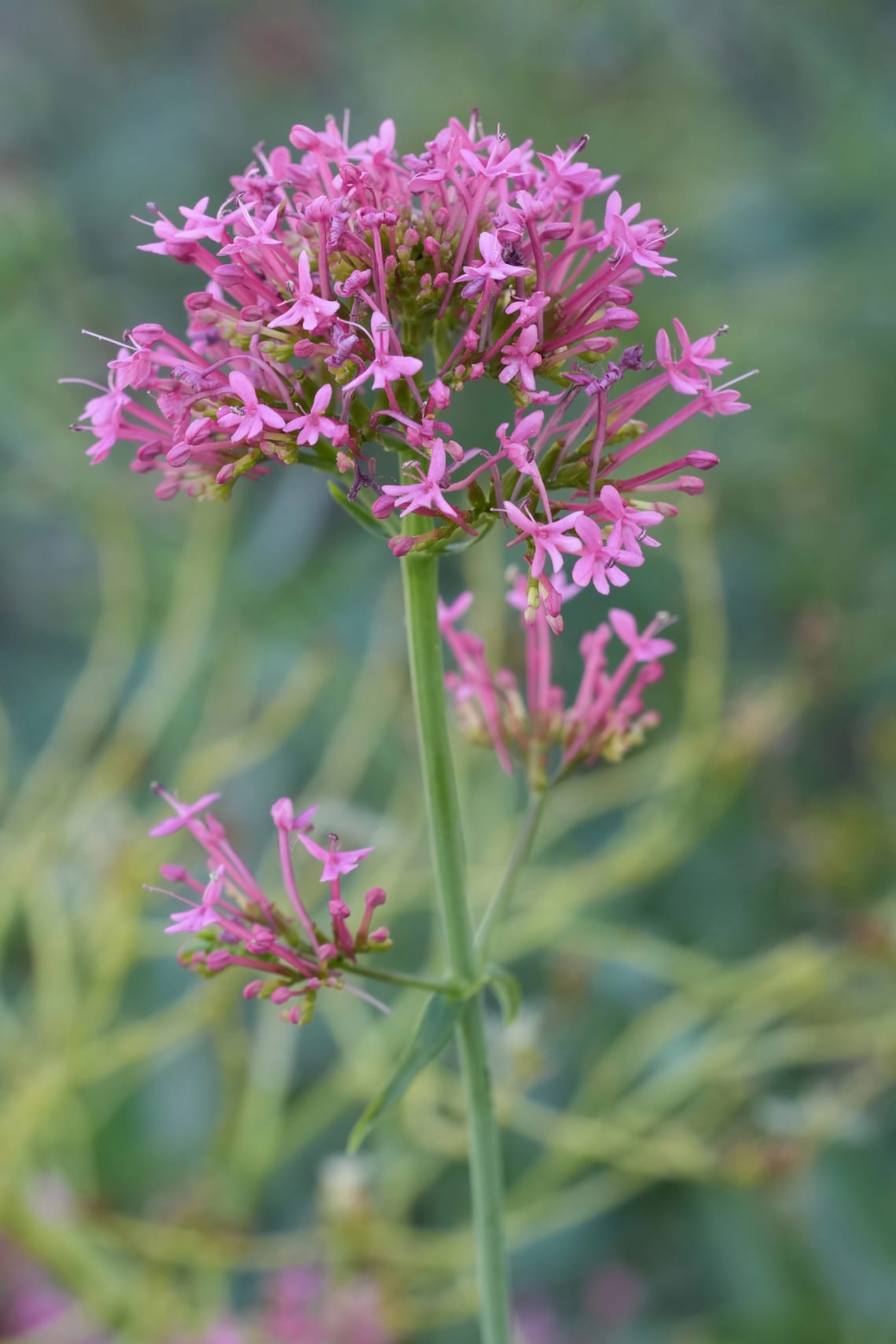Orvosi macskagyökér (Valeriana officinalis)