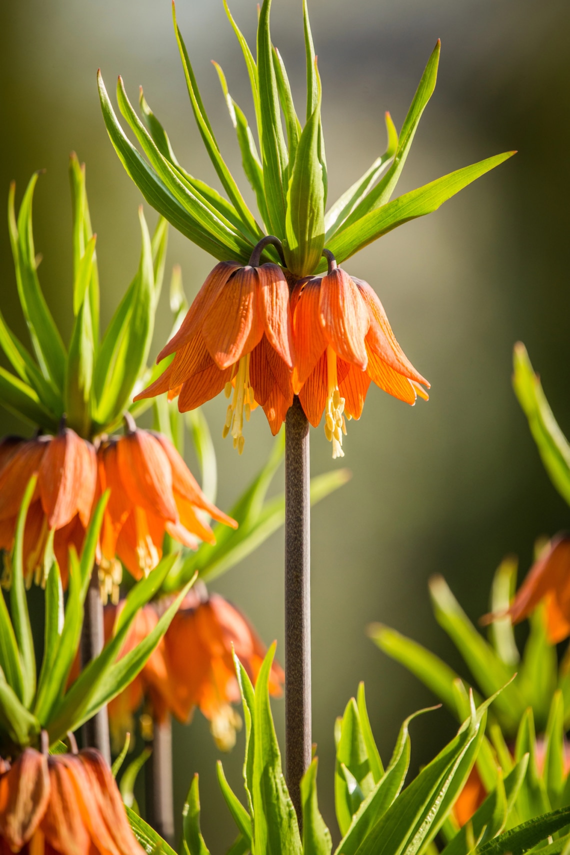 Császárliliom (Fritillaria imperialis)
