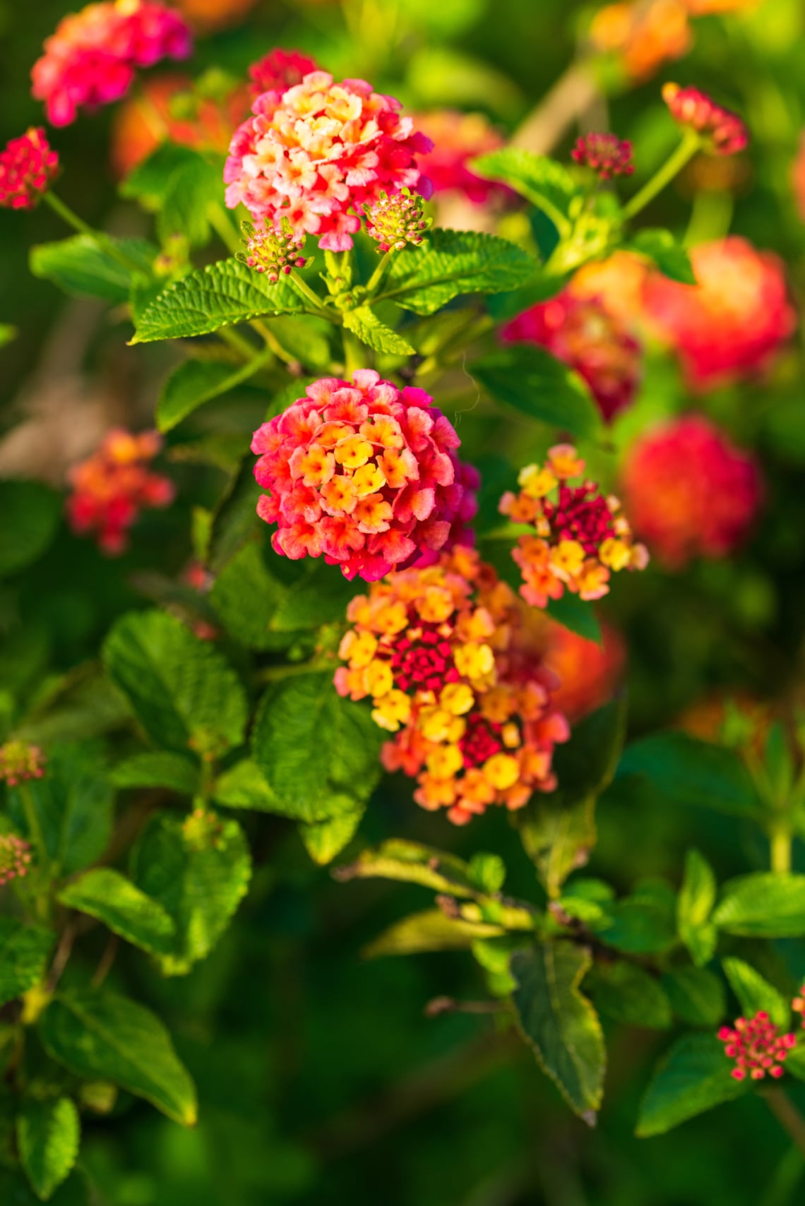 Sétányrózsa (Lantana camara)