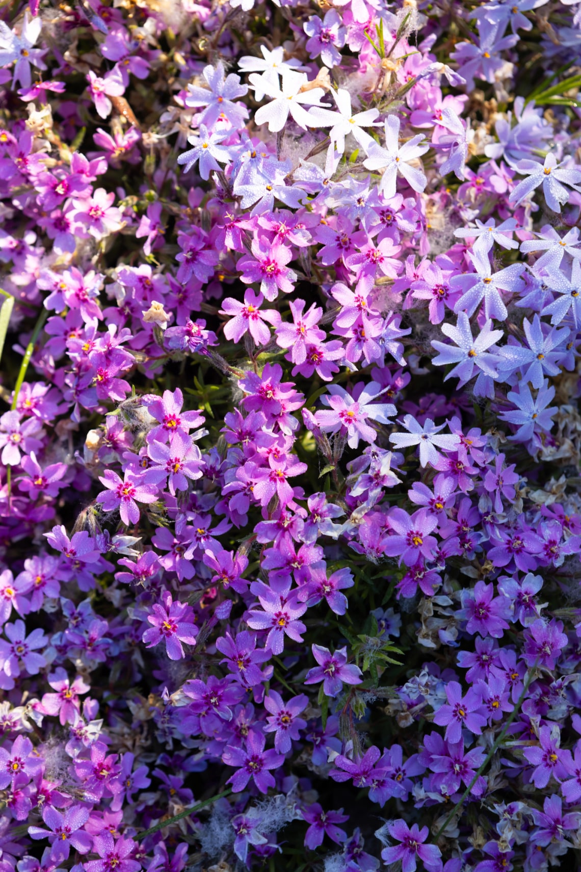 Lángvirág (Moss Phlox)