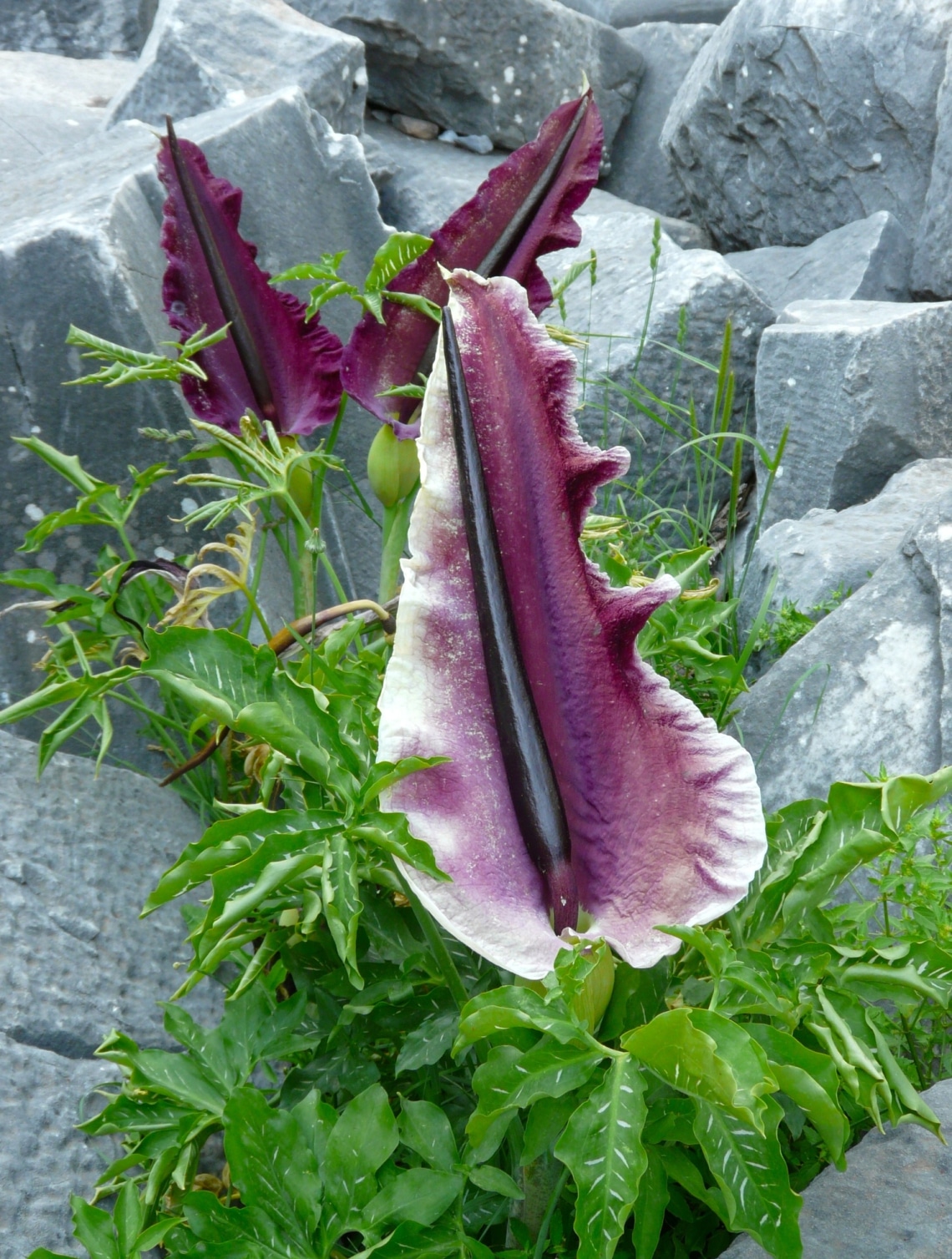 Sárkánykontyvirág (Dracunculus vulgaris)