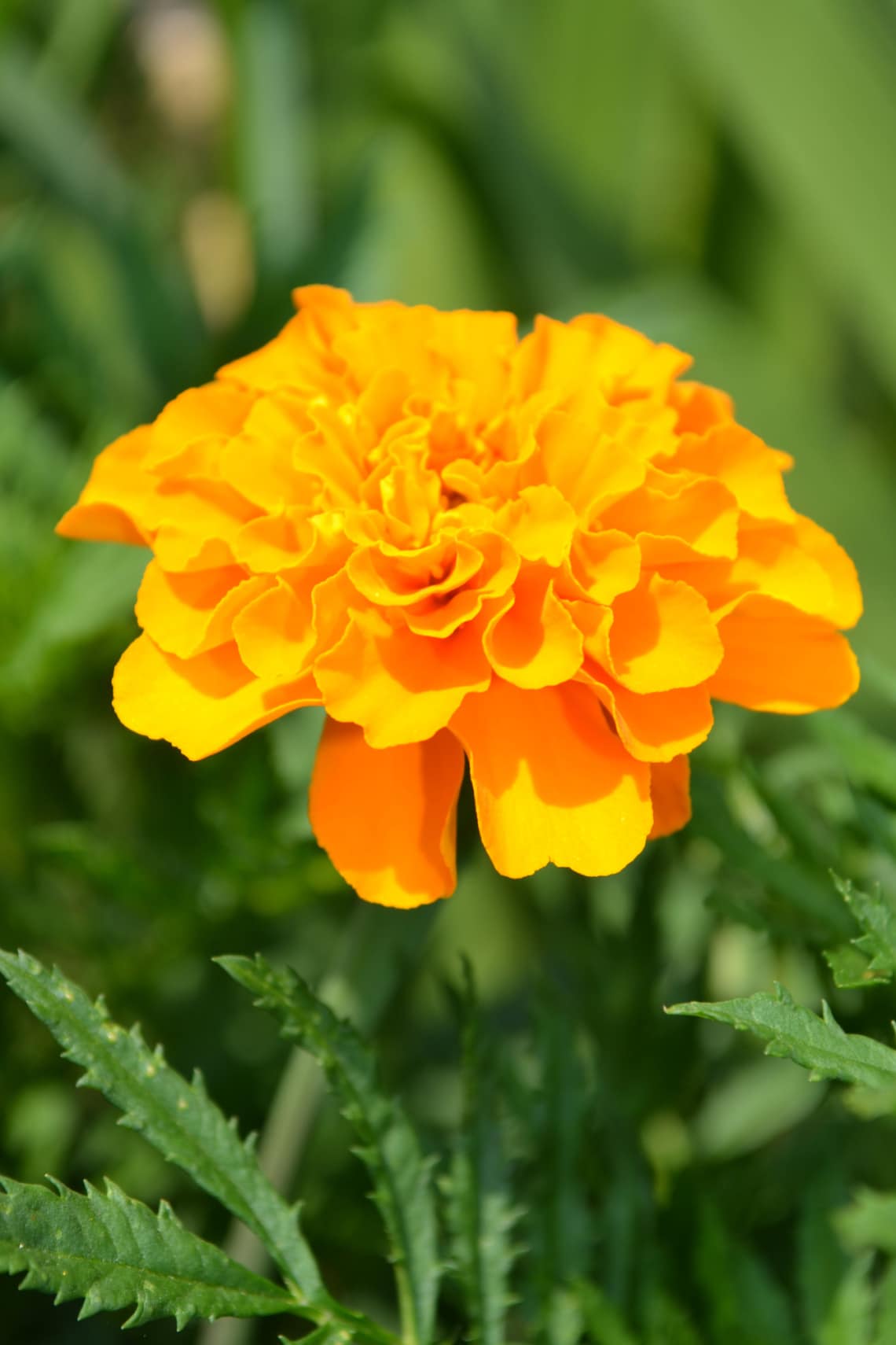 Kis büdöske (Tagetes spp)