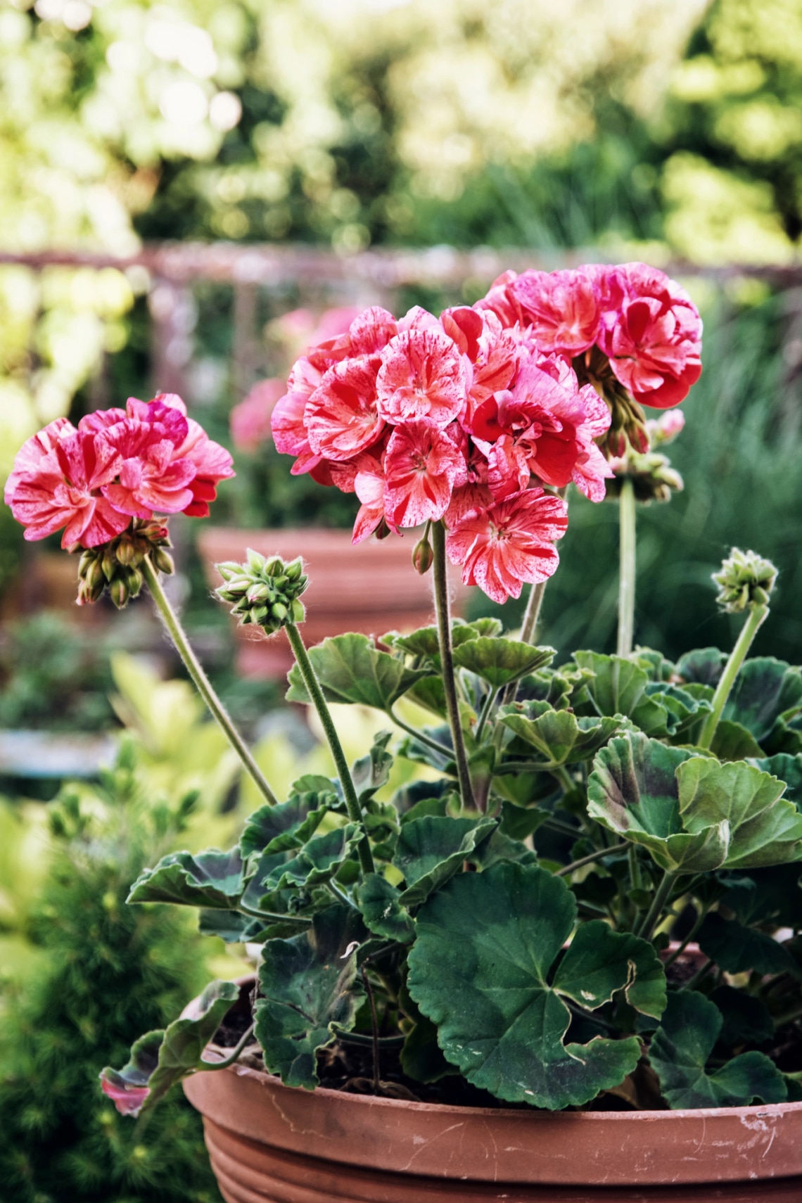 Muskátli (Pelargonium)
