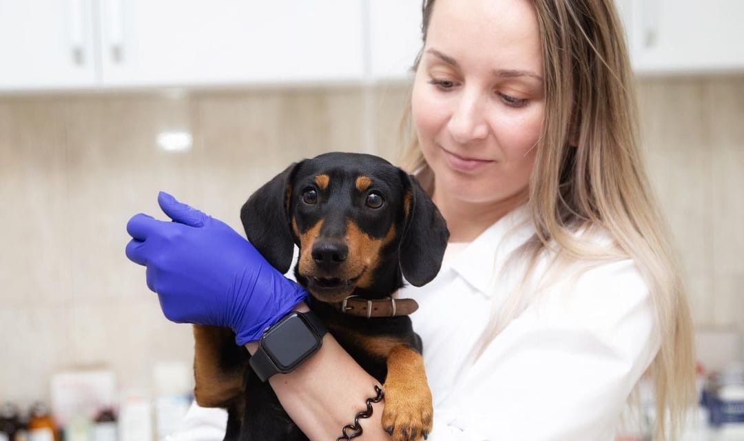 Ezért ne vásárolj kutyát szaporítótól SOHA! Állatorvost kérdeztünk