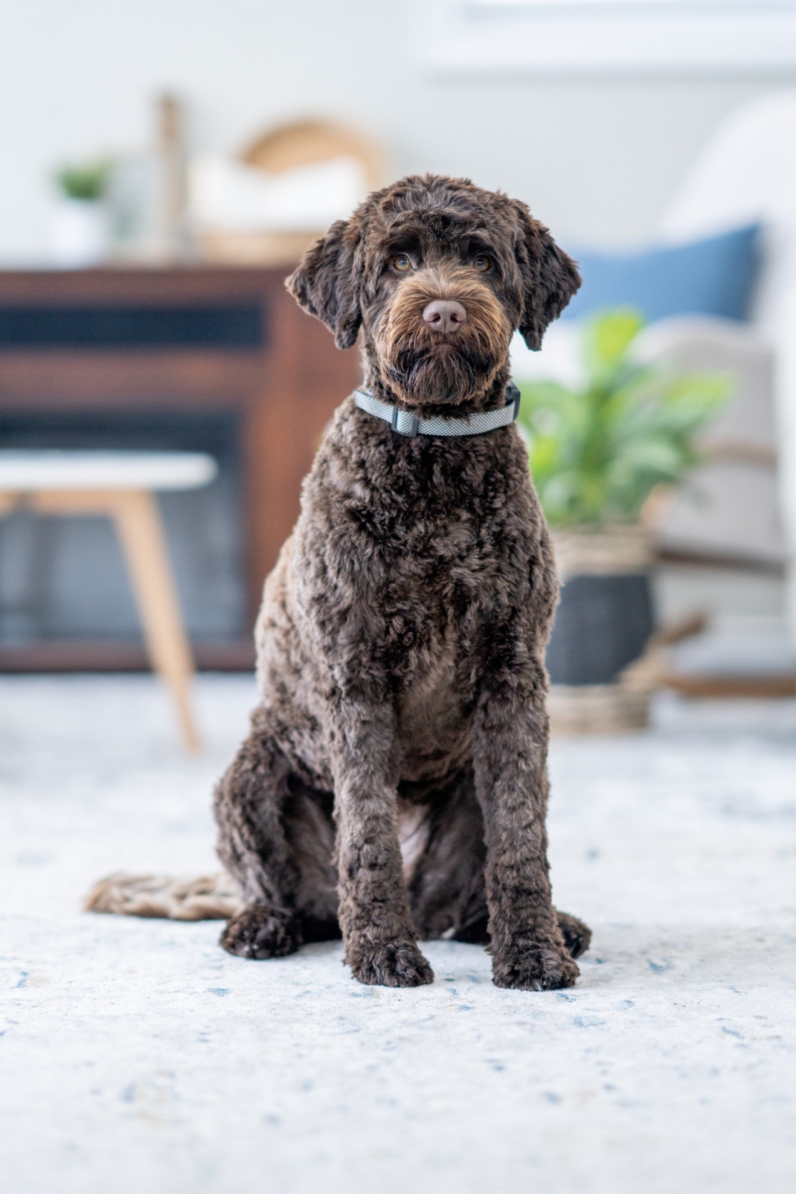 Portugál vízikutya