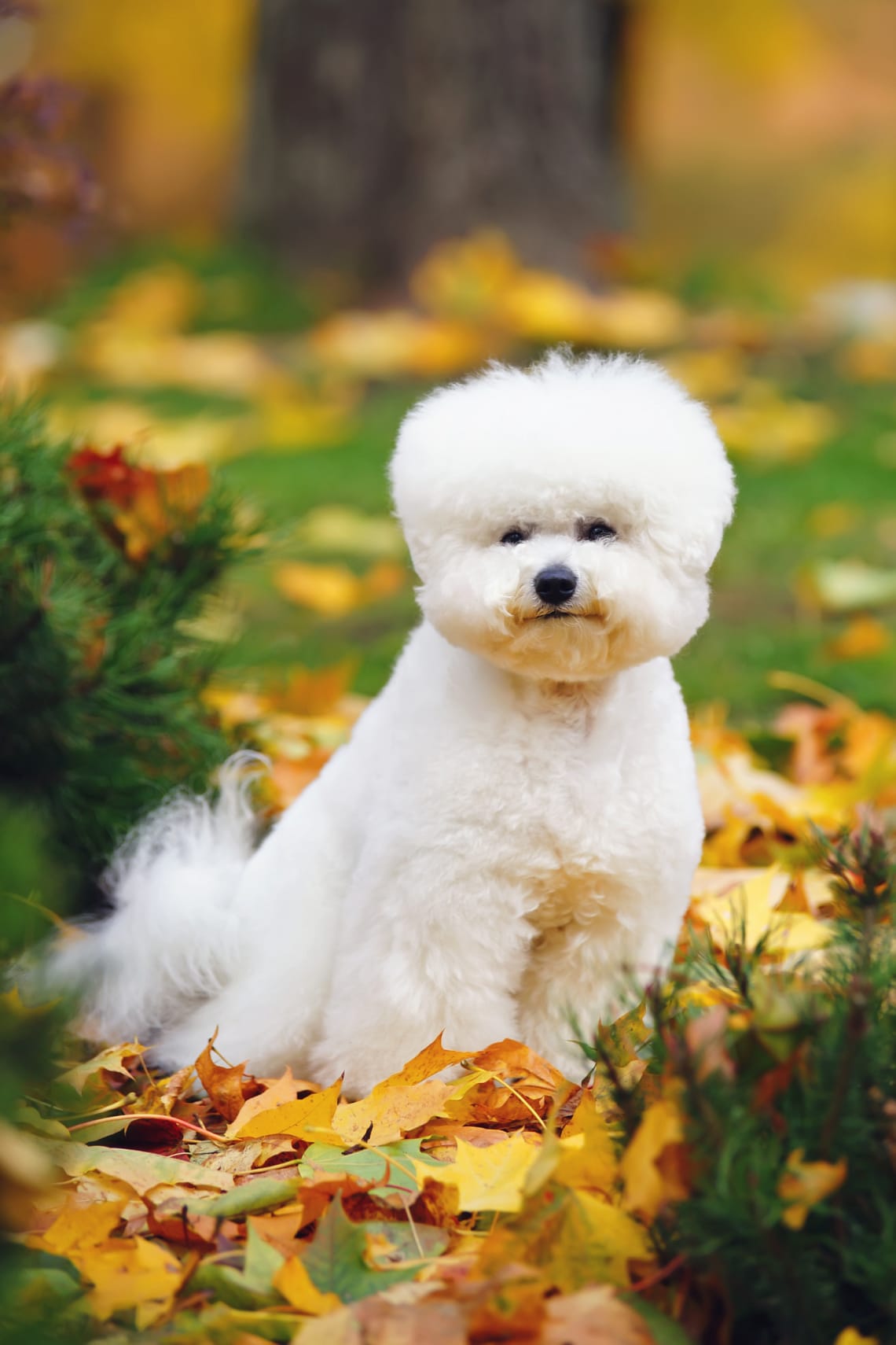 Bichon frisé