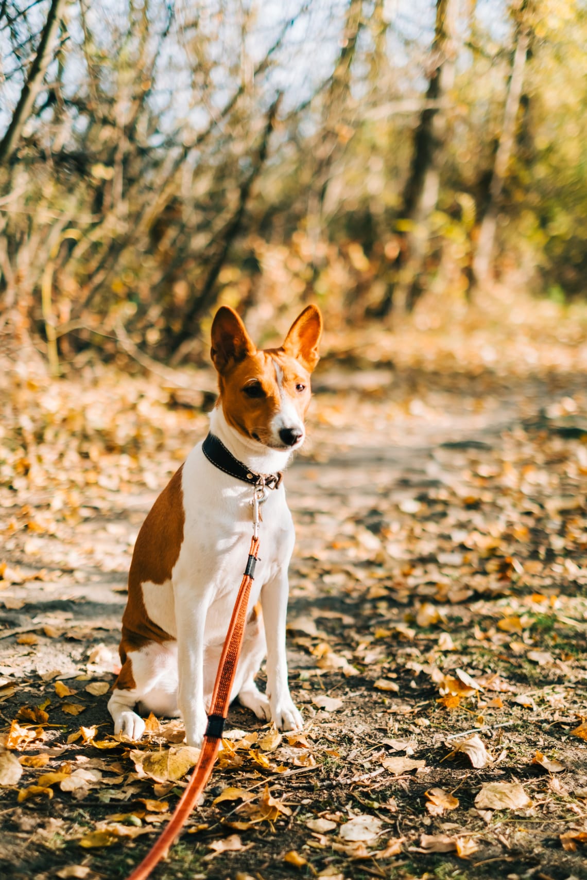 Basenji
