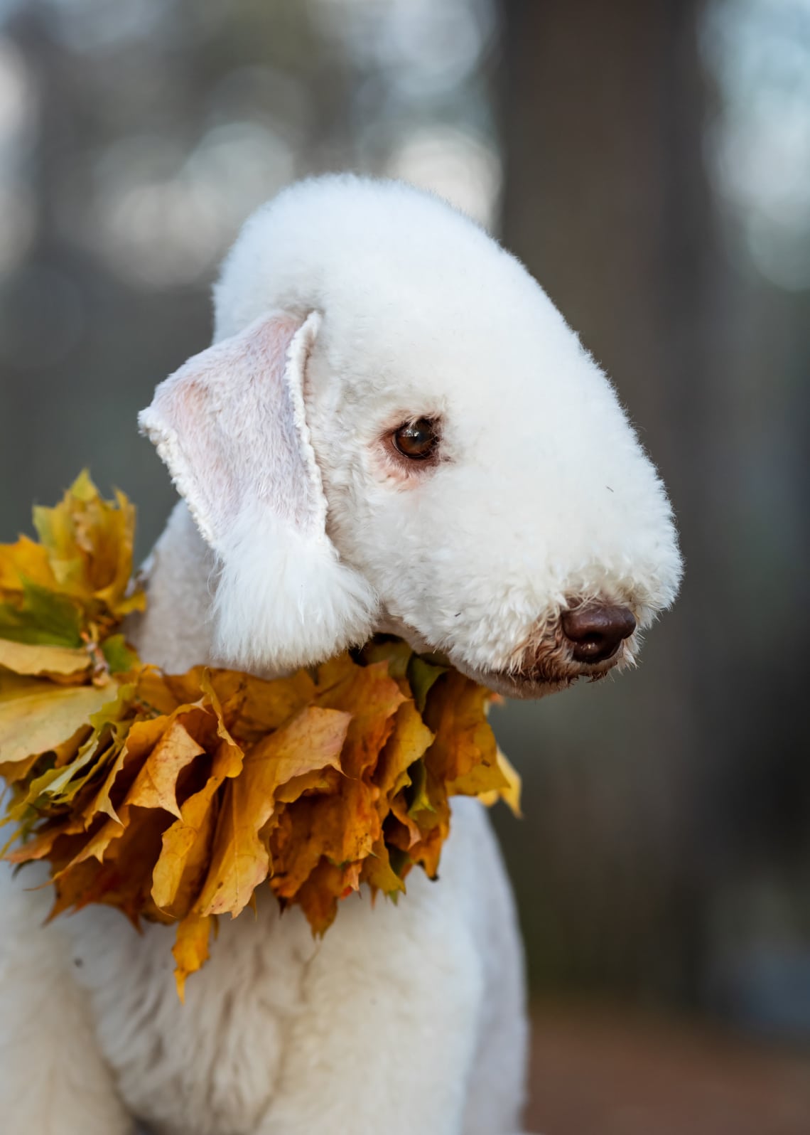 Bedlington terrier