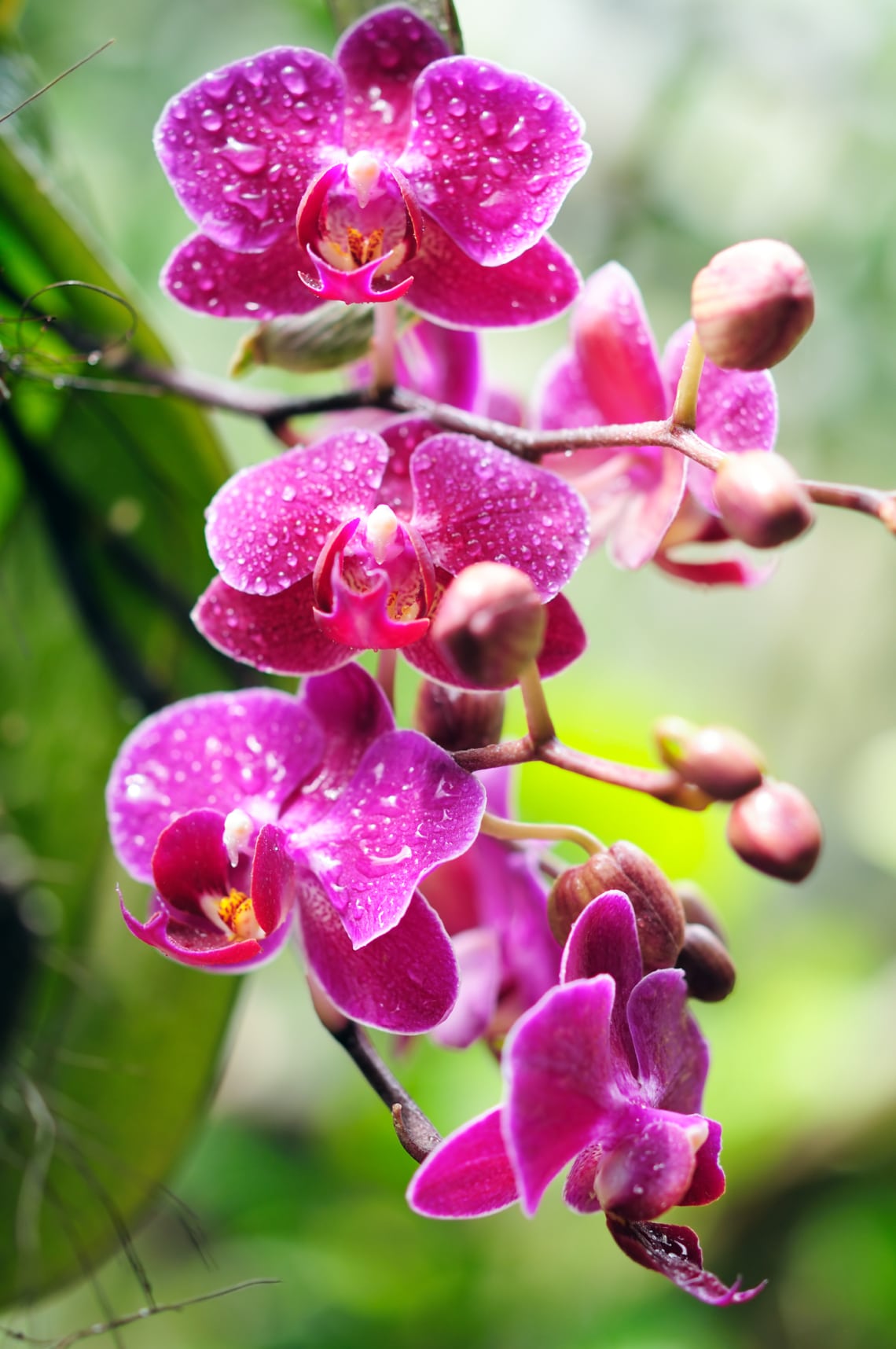 Orchidea
