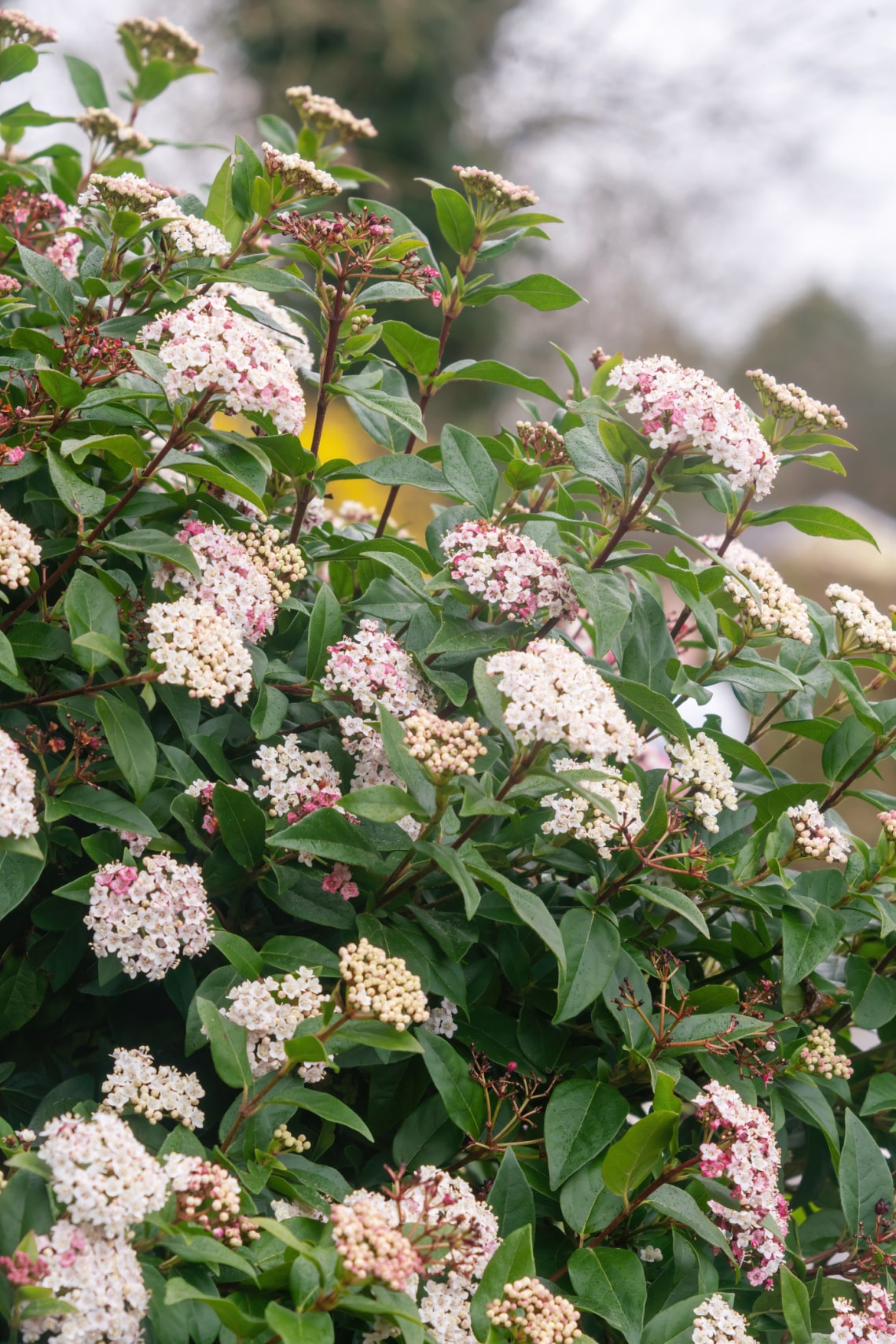 Téli bangita (Viburnum tinus)