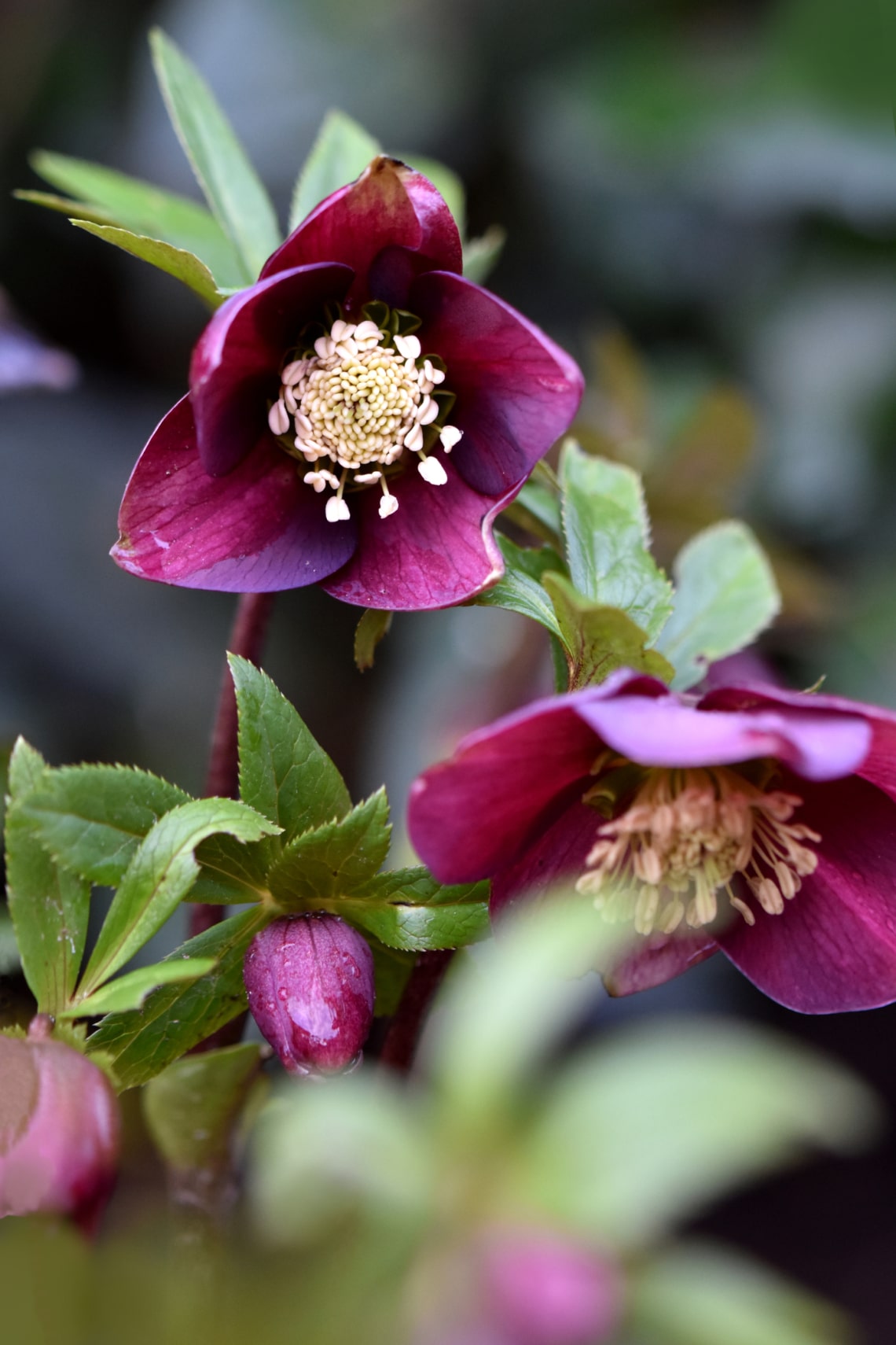 Hunyor (Helleborus)