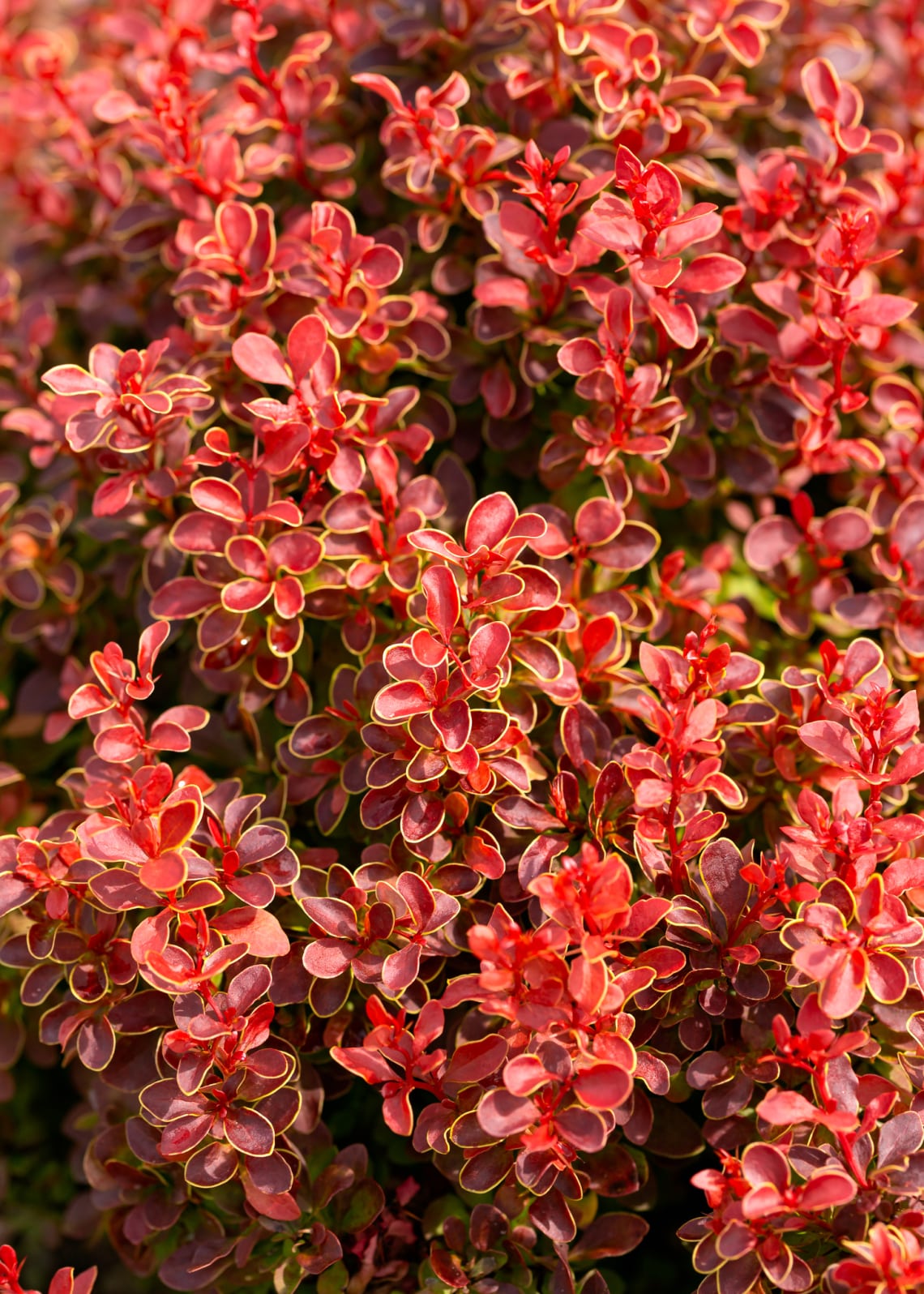 Sárga levelű japán borbolya (Berberis thunbergii ‘Aurea’)