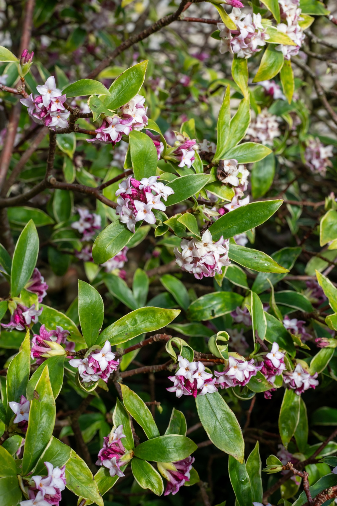 Boroszlán (Daphne)