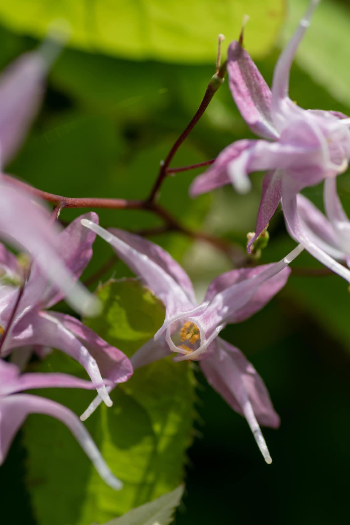 Püspöksüveg (Epimedium)