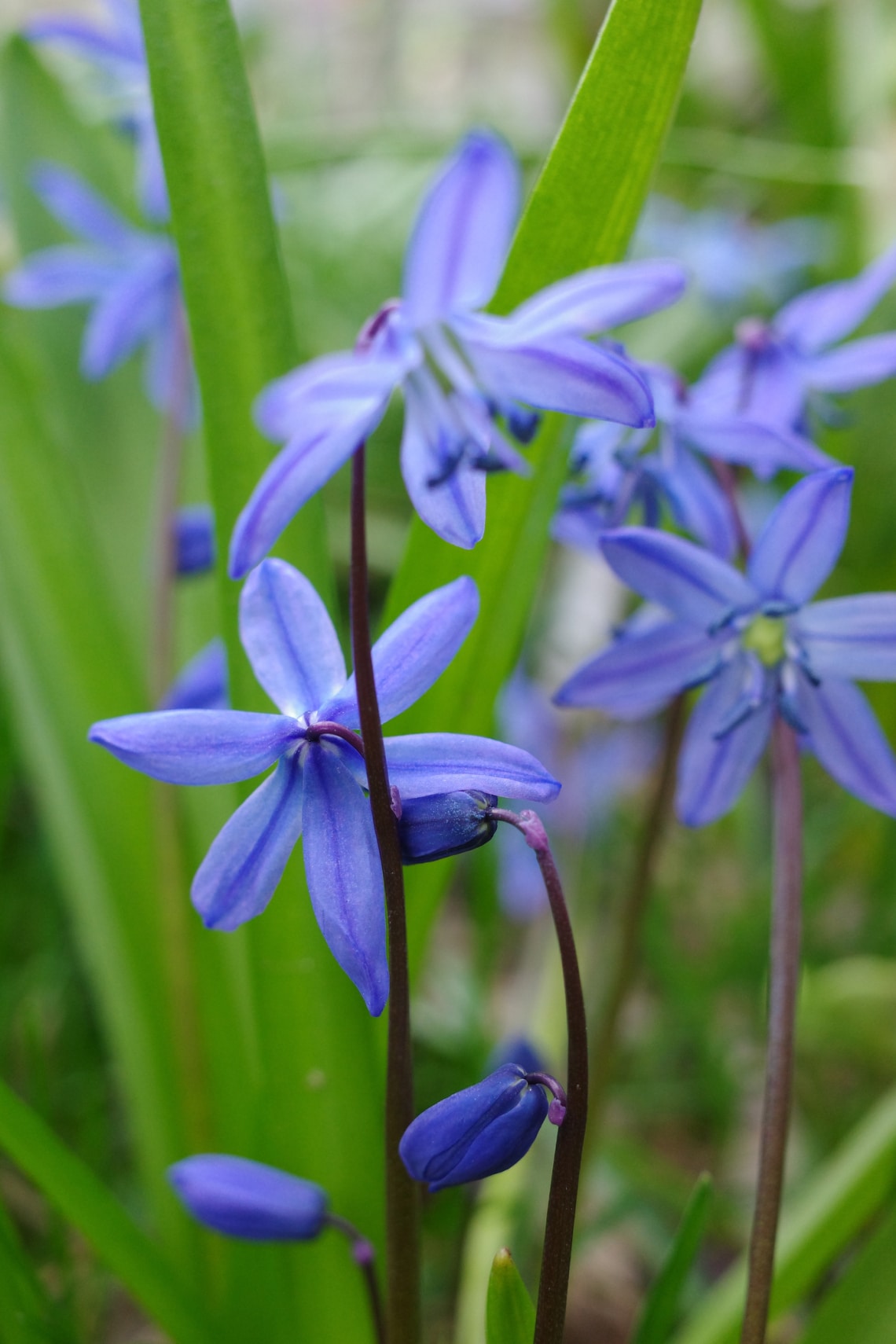 Fehérszemű hófény (Chionodoxa luciliae)