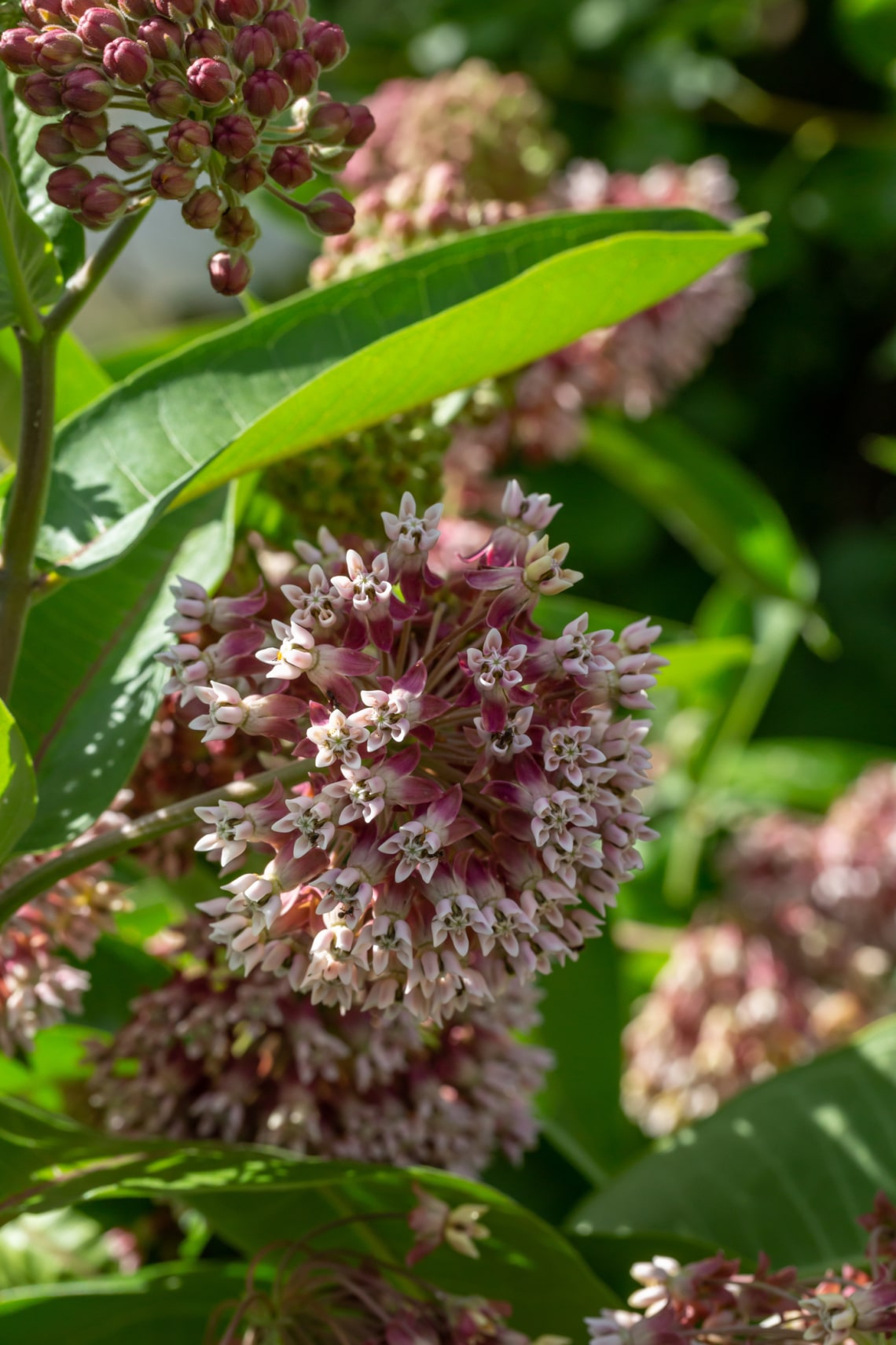 Selyemkóró (Asclepias syriaca)