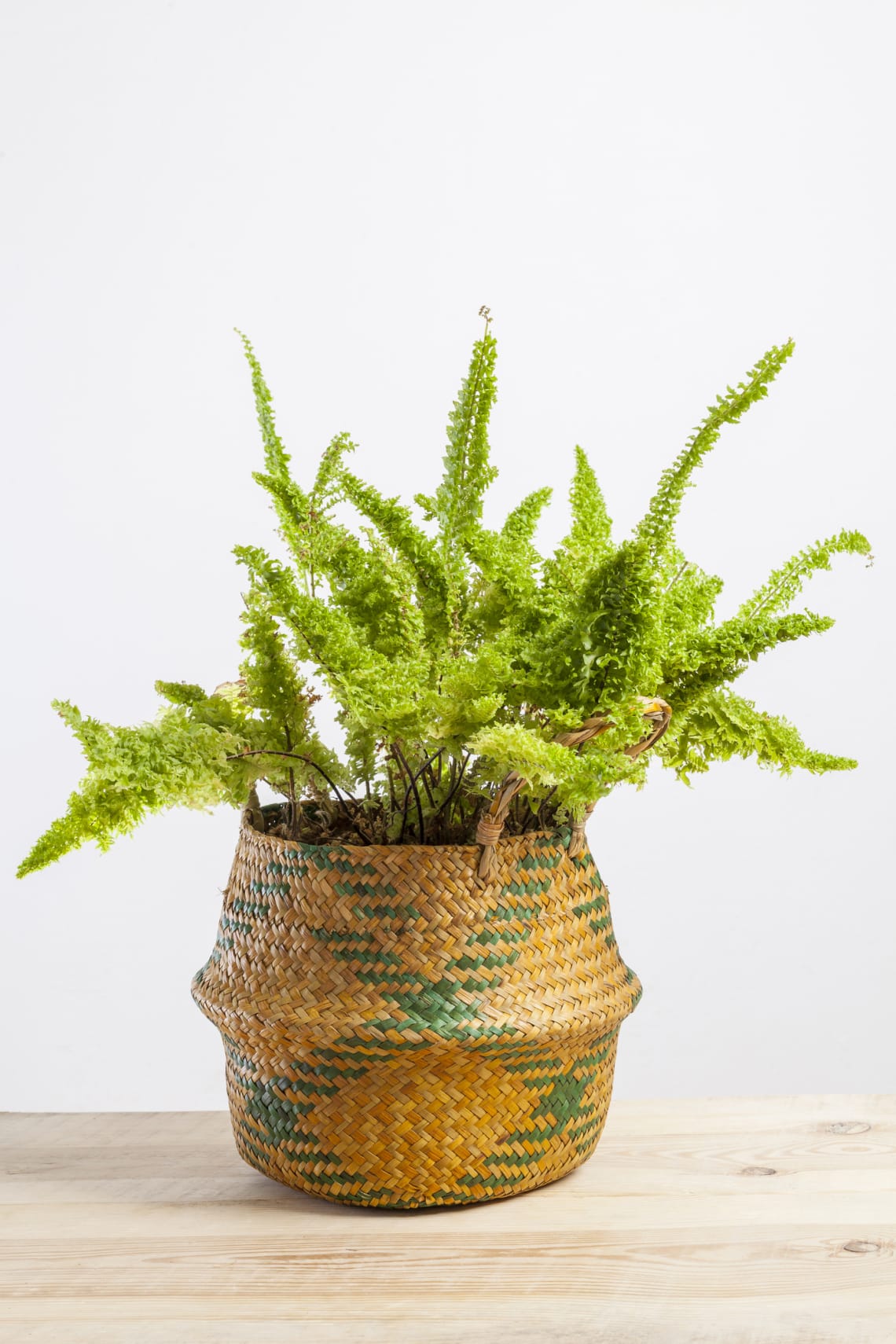 Szobapáfrány (Nephrolepis exaltata)