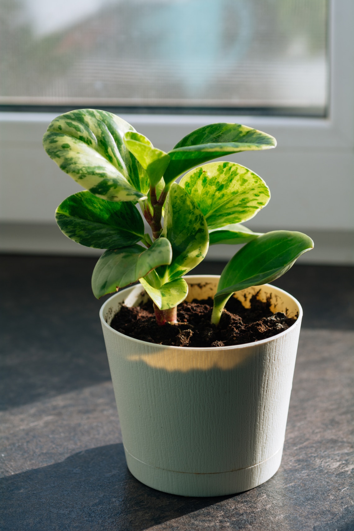 Tompalevelű törpebors (Peperomia obtusifolia)