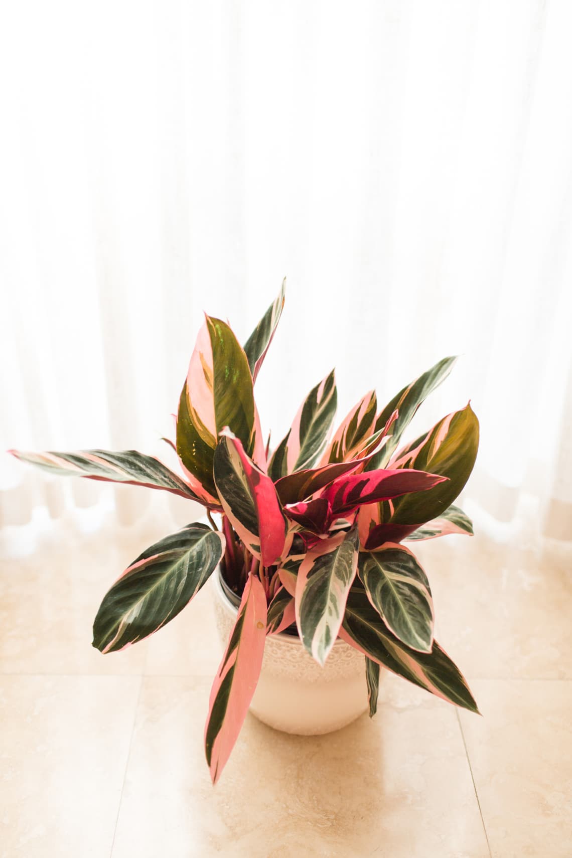 Pompás dárdalevél - (Stromanthe sanguinea)