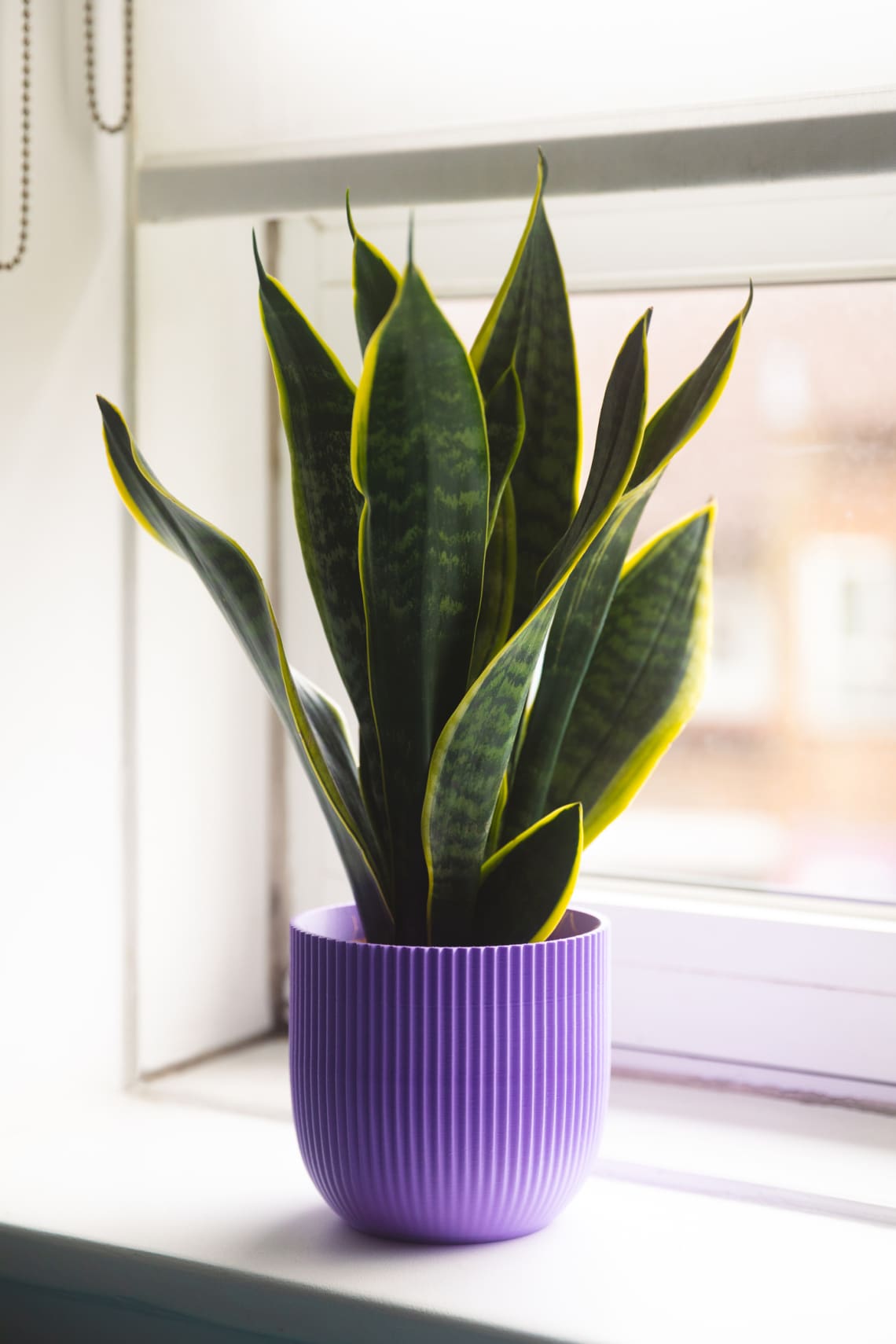 Anyósnyelv (Sansevieria trifasciata)
