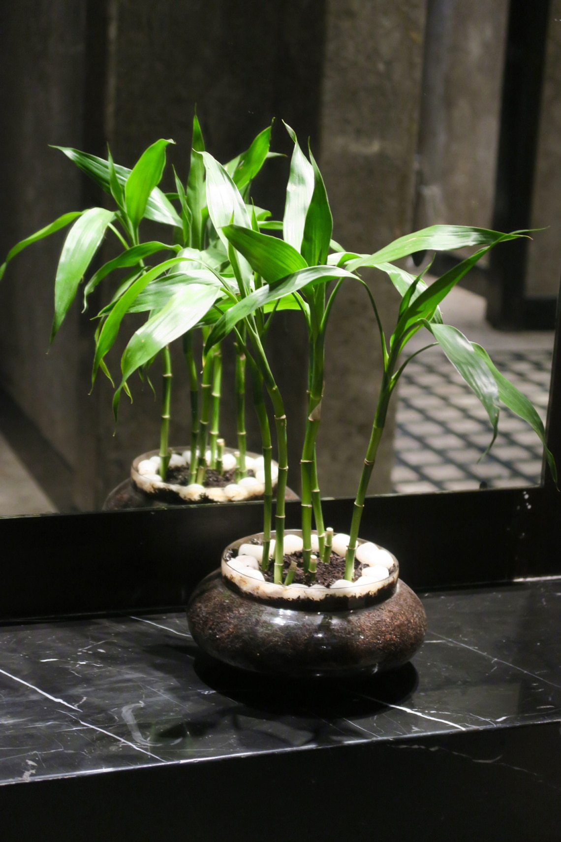 Fehérszélű sárkányfa/szerencsebambusz (Dracaena sanderiana)