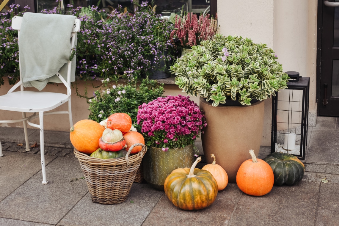 8 vibráló színű őszi növény a teraszodra