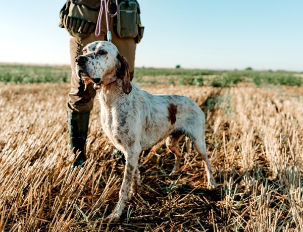 Kutyafajták, amik rövidesen végleg eltűnhetnek