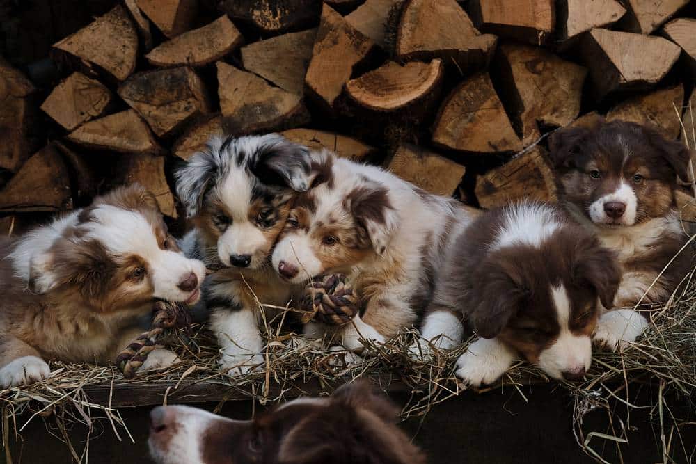 petchef-kutya-vasarlas-tenyesztotol.jpg