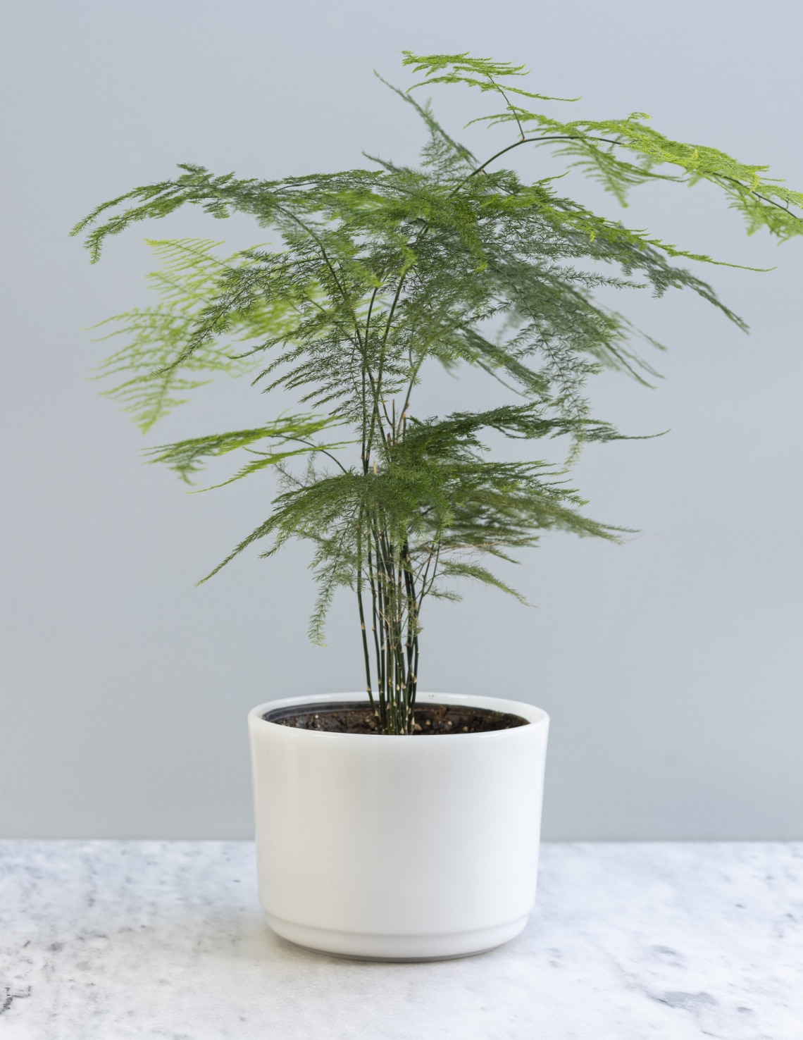 Aszparágusz (Asparagus densiflorus)