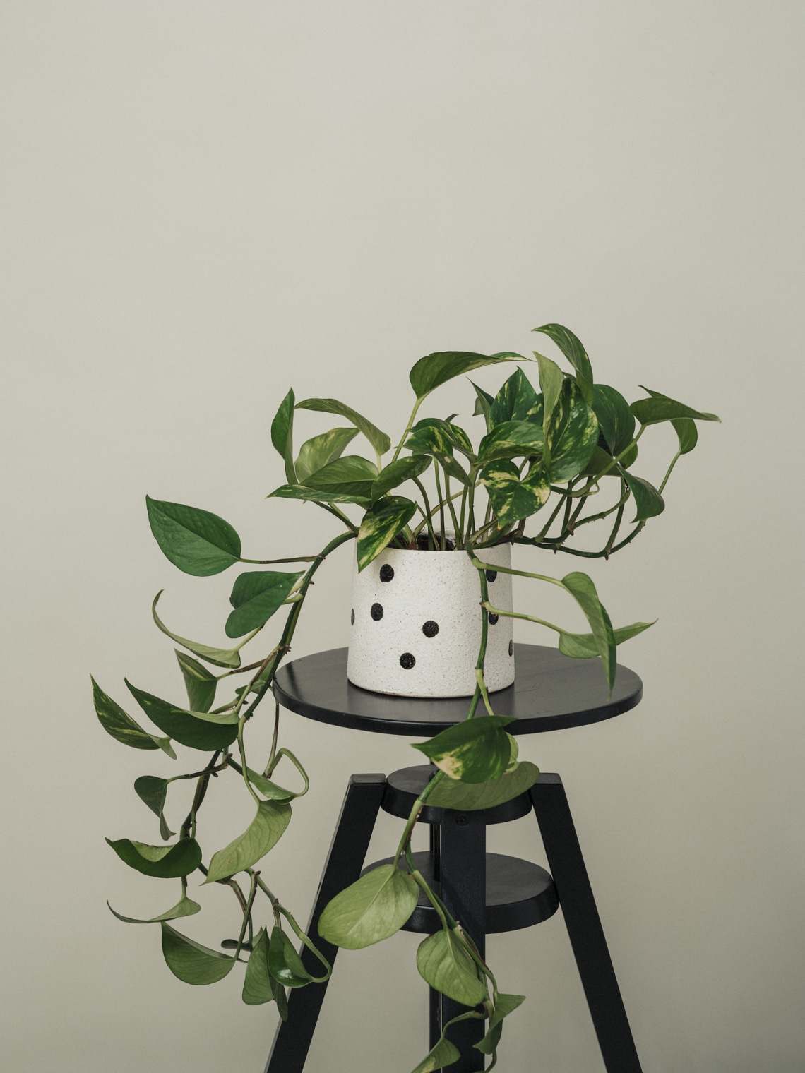 Aranyos szobai futóka (Epipremnum aureum)