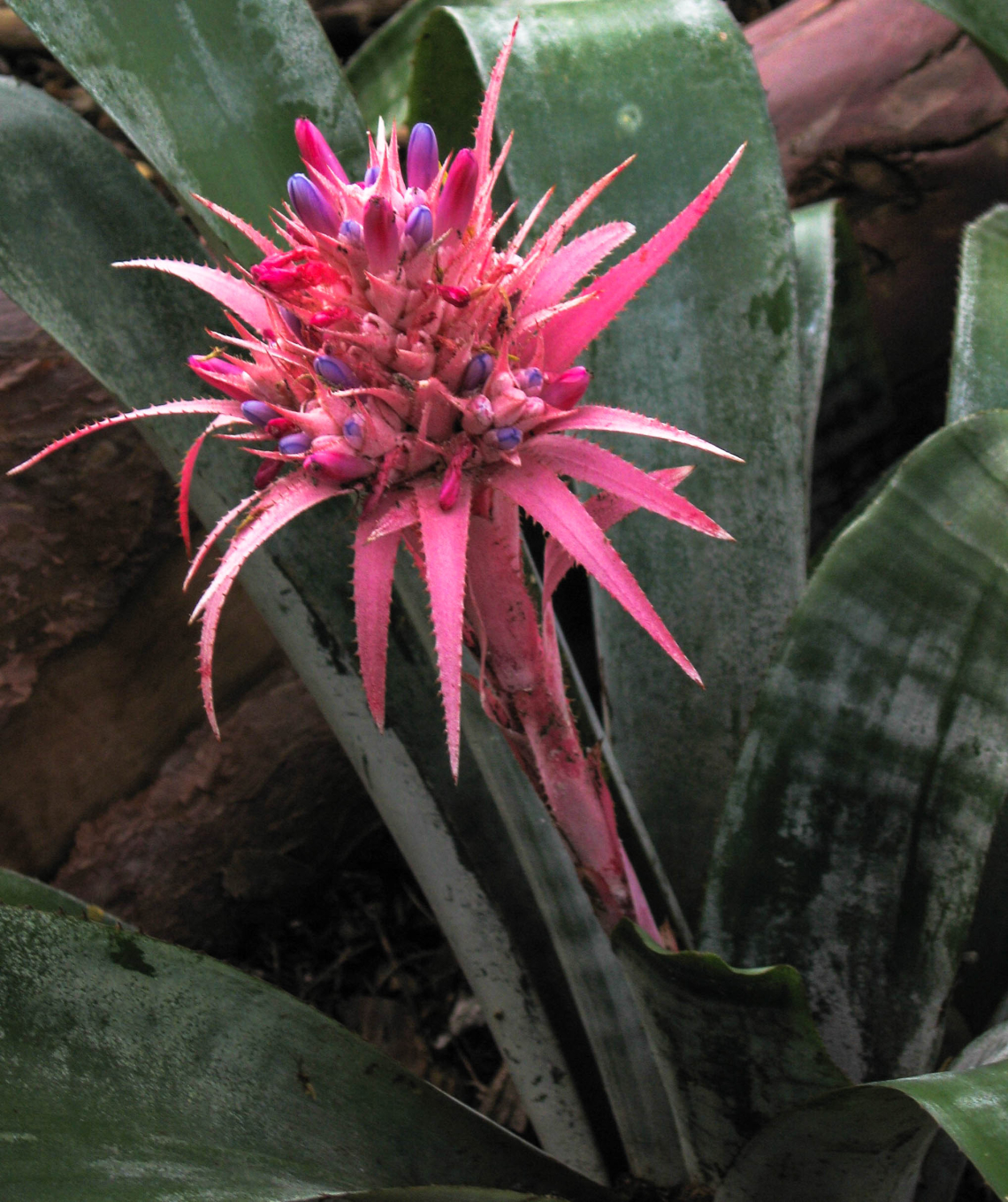 Broméliafélék (Bromeliaceae)