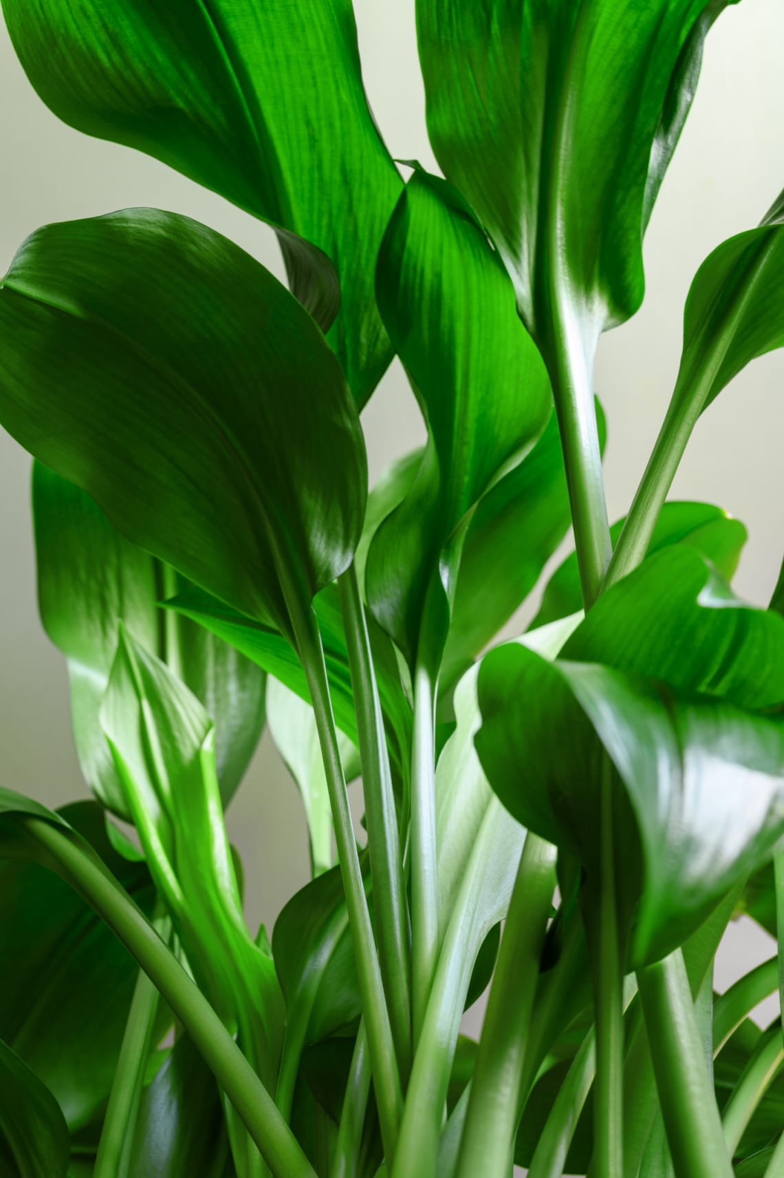 Kukoricalevél (Aspidistra elatior)