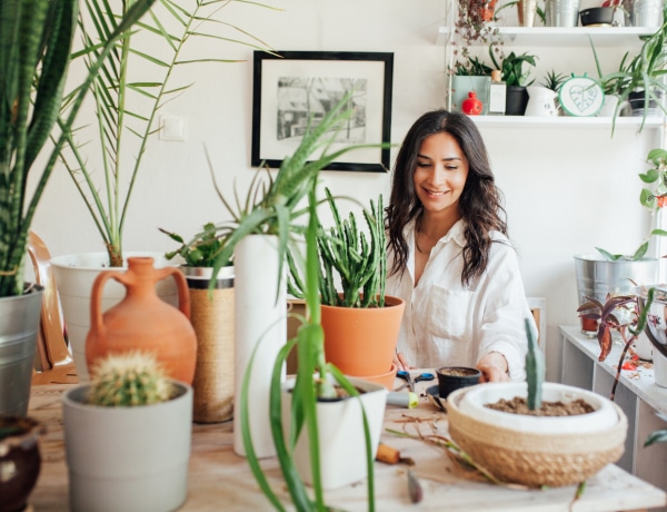 Mutatjuk a 10 legkönnyebben gyökereztethető szobanövényt