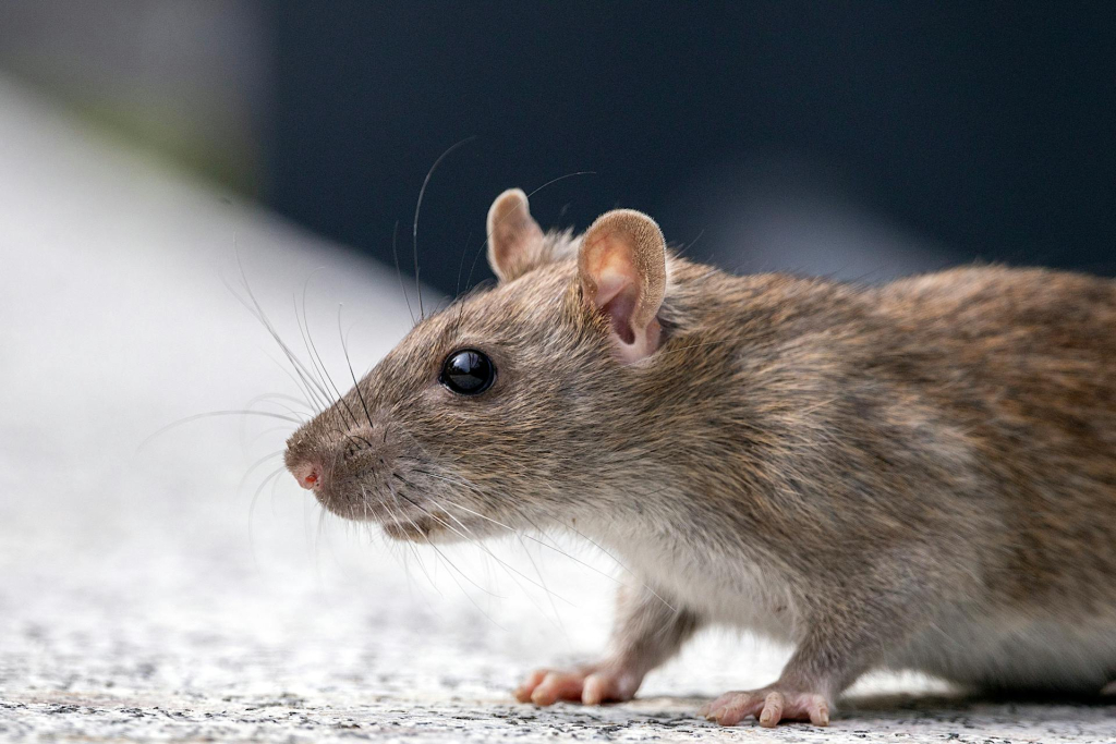 Nem akarod tudni: a patkányok kuncognak, ha csikized őket