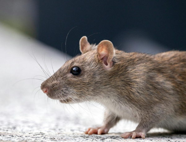 Nem akarod tudni: a patkányok kuncognak, ha csikized őket