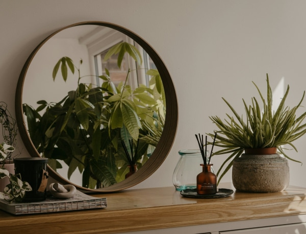 7 szürreális szobanövény, ami hihetetlenül vonzza a tekinteteket