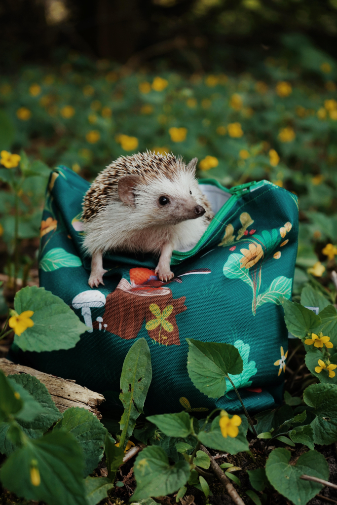 Szert-Szabó Dorottya interjú