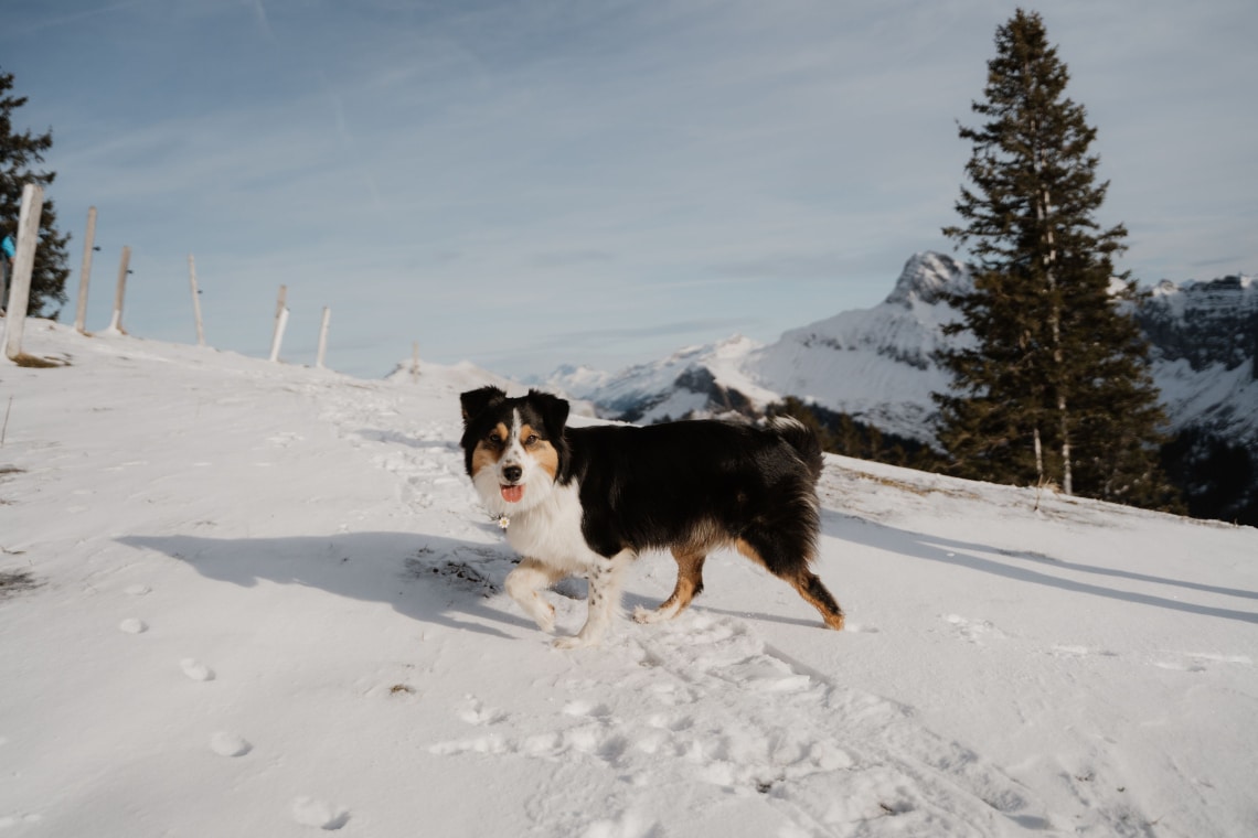 Így tartsd melegen a kinti kutyusodat, ha elkezdődnek a mínuszok