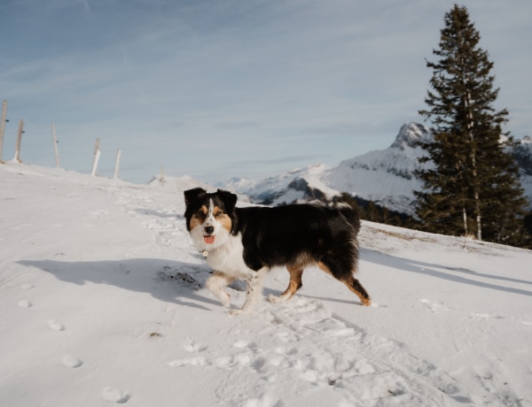 Így tartsd melegen a kinti kutyusodat, ha elkezdődnek a mínuszok