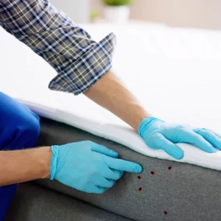 Így érdemes irtani házilag az ágyi poloskát